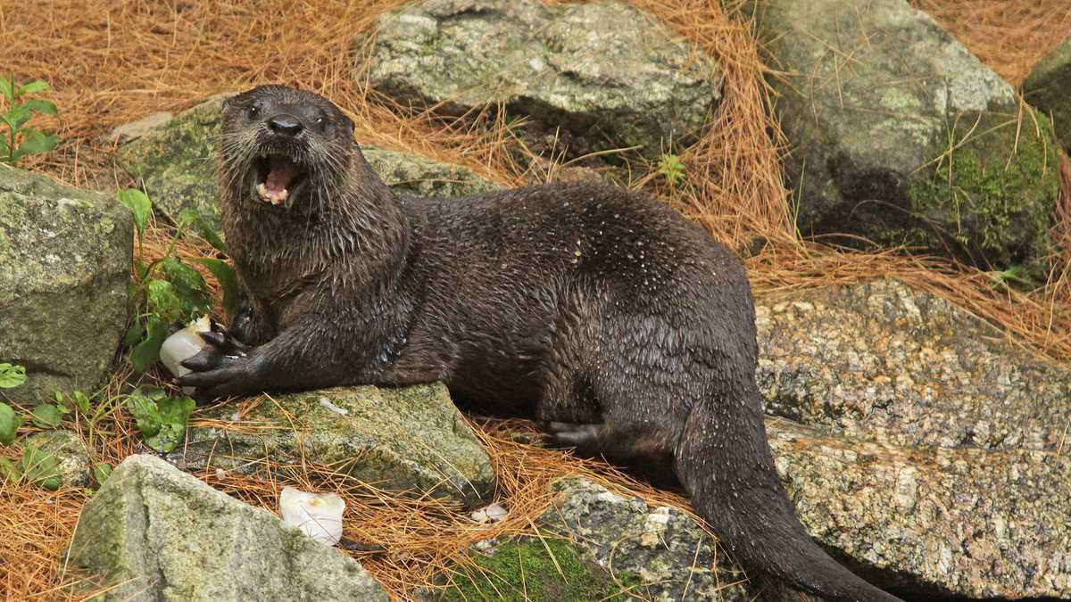 Photos Meet river otters from Squam Lakes Natural Science Center