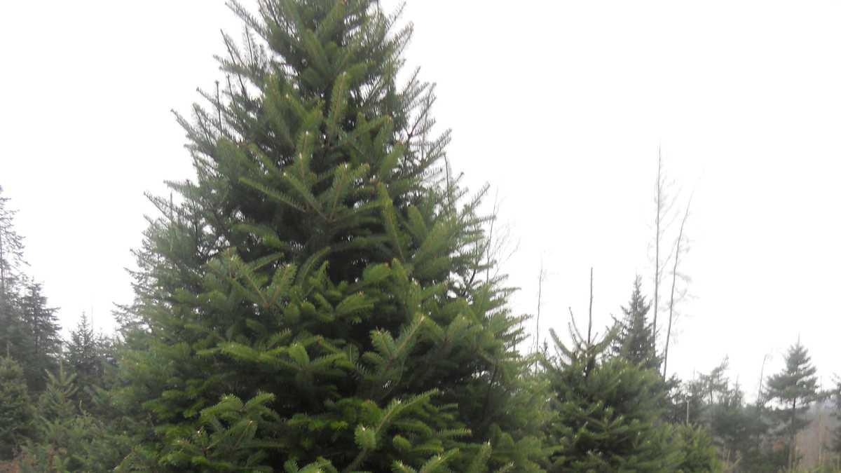 viewer s choice best christmas tree farms in new hshire viewer s choice best christmas tree farms in new hshire