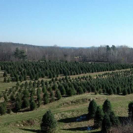 viewer s choice best christmas tree farms in new hshire viewer s choice best christmas tree farms in new hshire