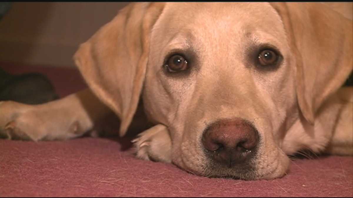 new-hampshire-dogs-competing-in-puppy-bowl