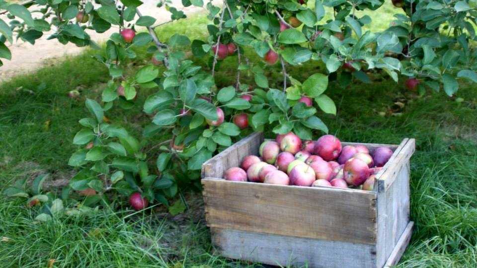 Viewer's Choice Best apple orchards in New Hampshire