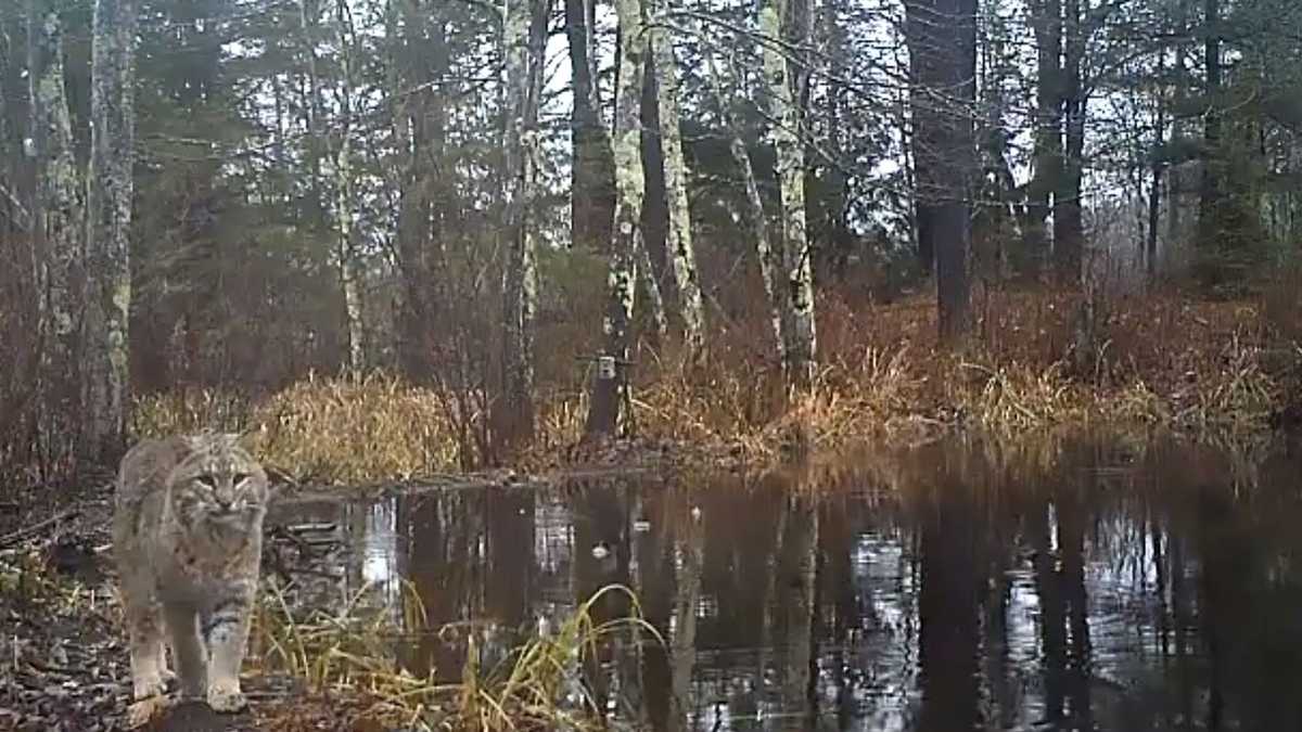 New Hampshire's bobcat population alive, well and growing