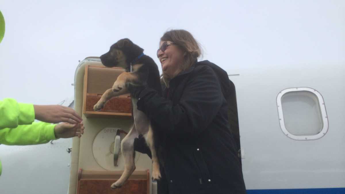 Dogs flown from Texas shelter to Laconia