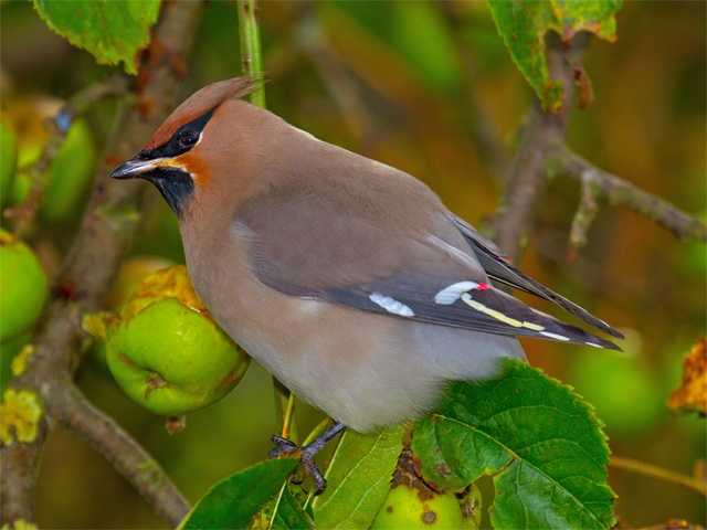 ¿Qué pone la cera en el waxwing, y por qué? ... • Cámaras de aves