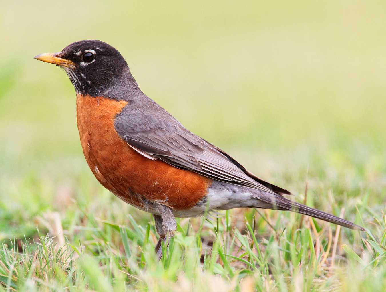 Colas de Birding: El Robin no es un signo de la primavera