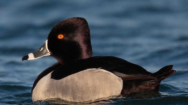 Rare bird alert: 444 ring-necked ducks seen on Connecticut River