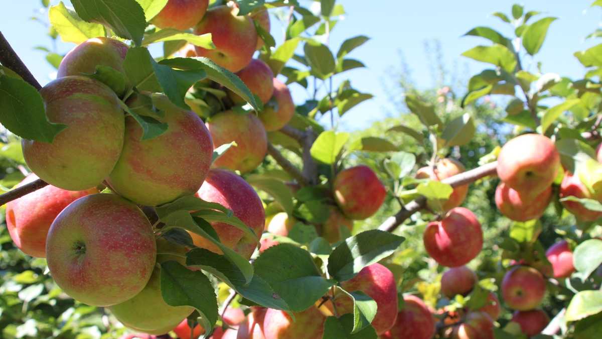 Viewers' Choice 2015 Best apple orchard in New Hampshire