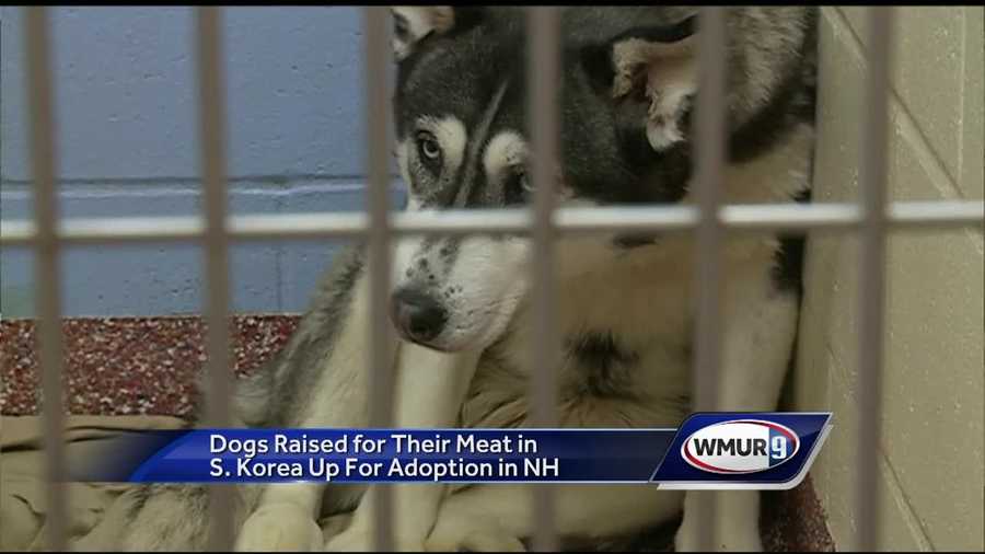 Where To Adopt Dogs In New Hampshire Where To Adopt Dogs In New Hampshire
