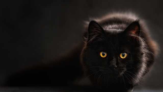 Aug. 17 is Black Cat Appreciation Day