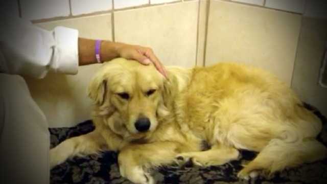 golden retriever puppy aggressive behavior golden retriever aggression golden retriever deemed aggressive for guarding owner s golden retriever puppy aggressive behavior golden retriever aggression golden retriever deemed aggressive for guarding owner s