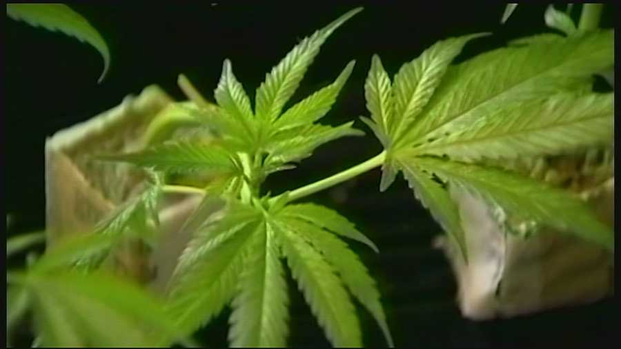 Medical marijuana battle continues in Florida