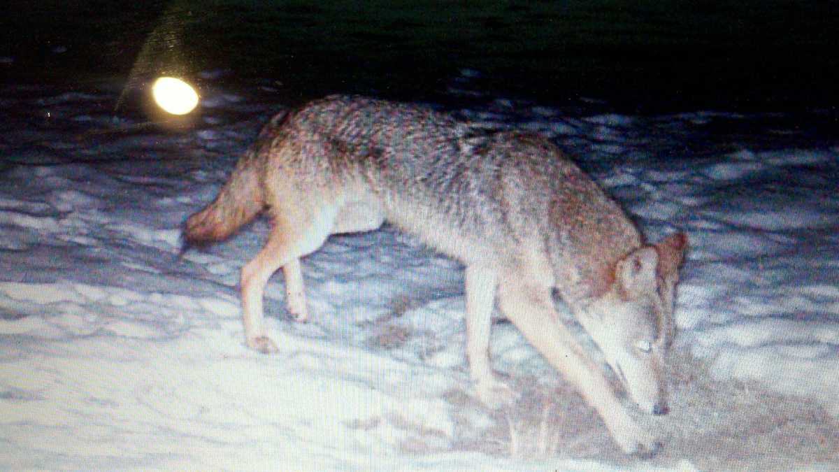 Plan for coyote bounty advances in Pa.