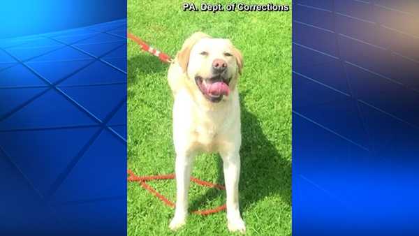Corrections officer charged in death of K-9 left in hot car