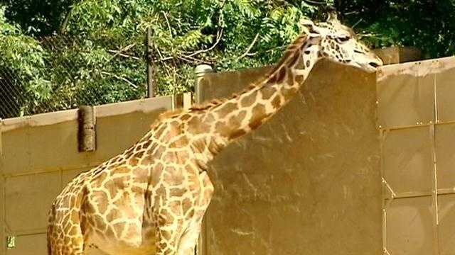 Zoo shares details on giraffe's stillbirth