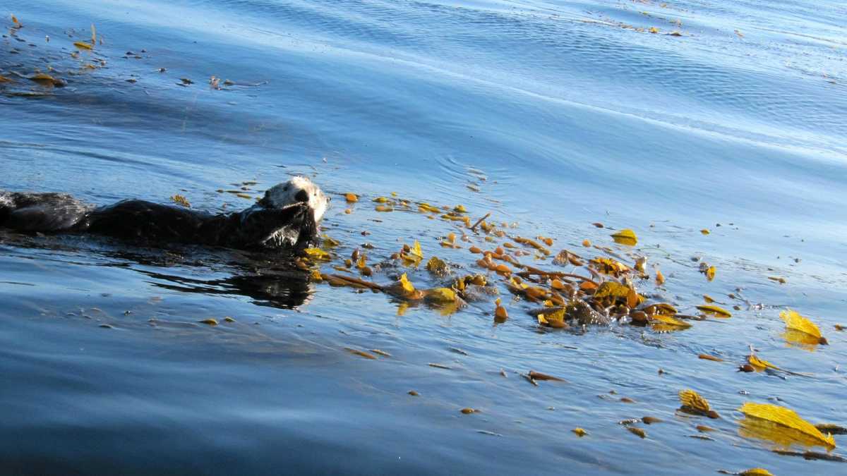 PHOTOS: Amazing animals on the Central Coast