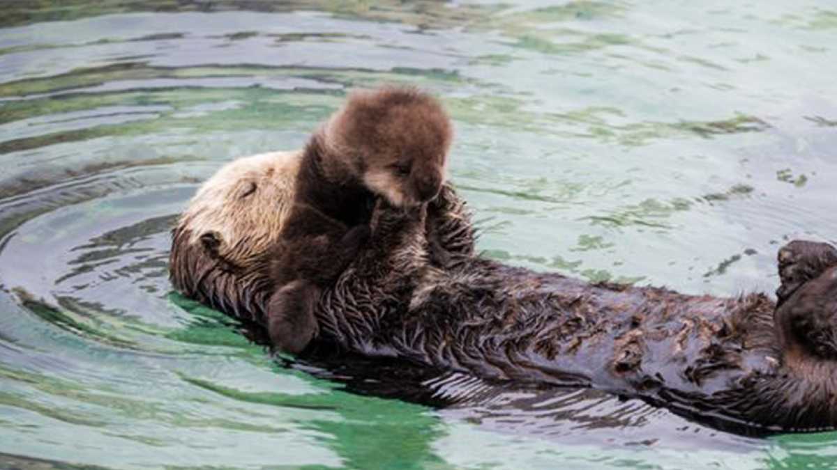 PHOTOS: Wild sea otters give birth in Monterey tide pool