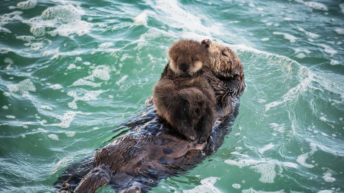 PHOTOS: Wild sea otters give birth in Monterey tide pool