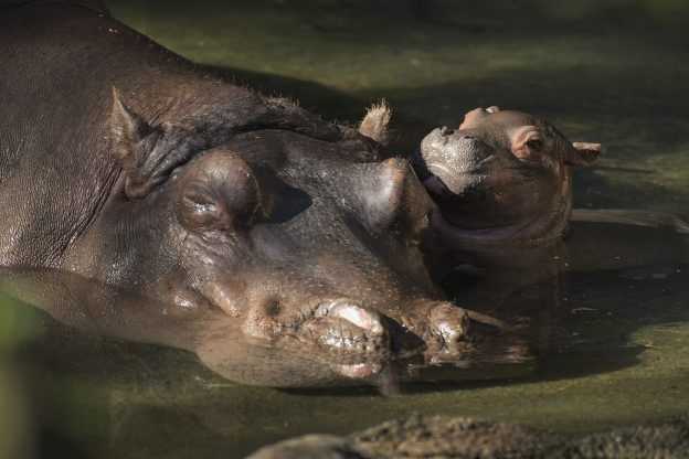 Disney announces birth of hippo at Animal Kingdom