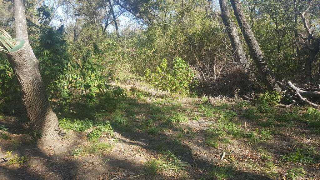 Hunter stumbles upon massive marijuana farm