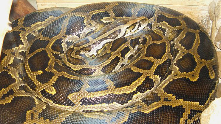 Search for escaped 20-foot python continues in the Ozarks