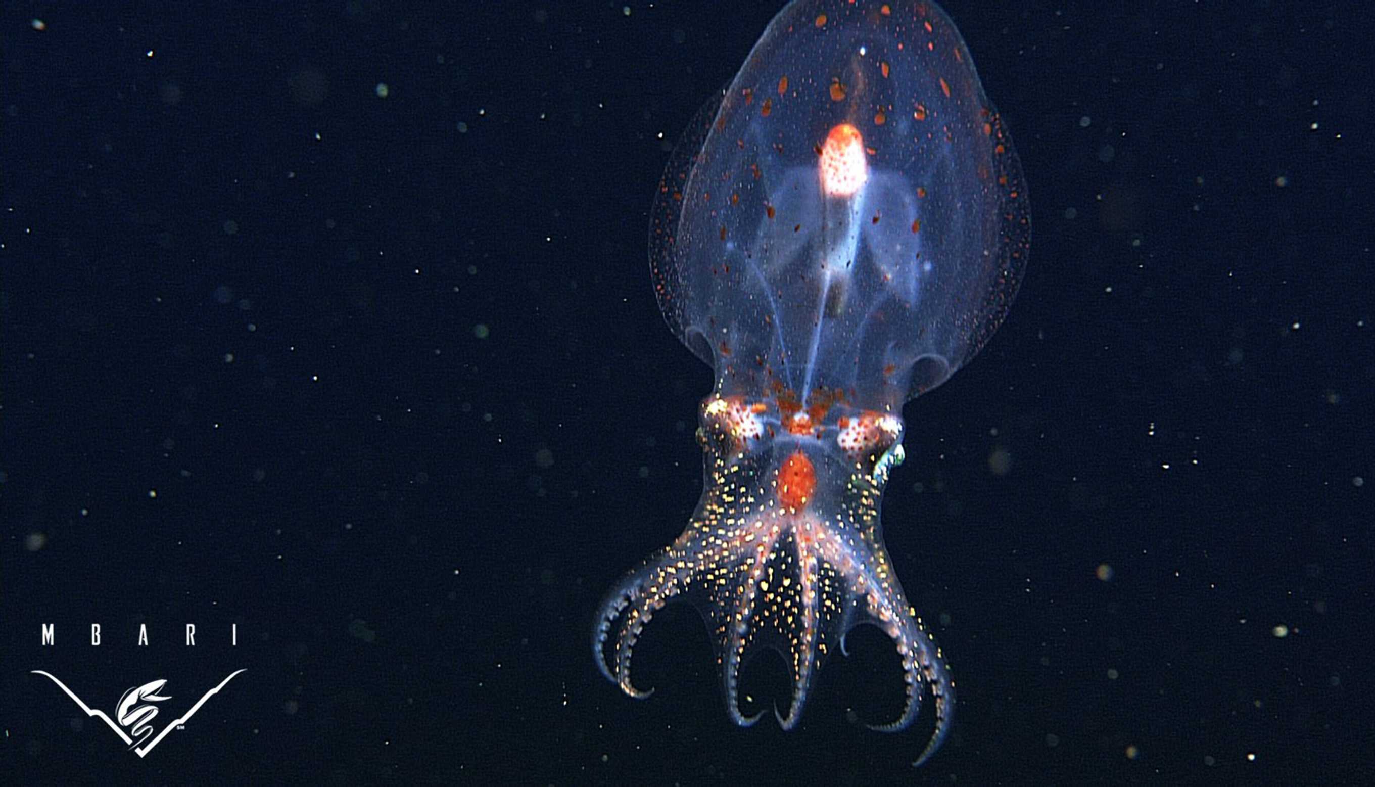 PHOTOS Bizarre And Beautiful Deep Sea Creatures Recorded By MBARI   13 1482182185 