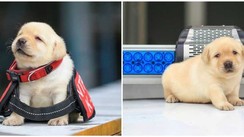Police K-9 unit reveals its newest and most adorable recruits