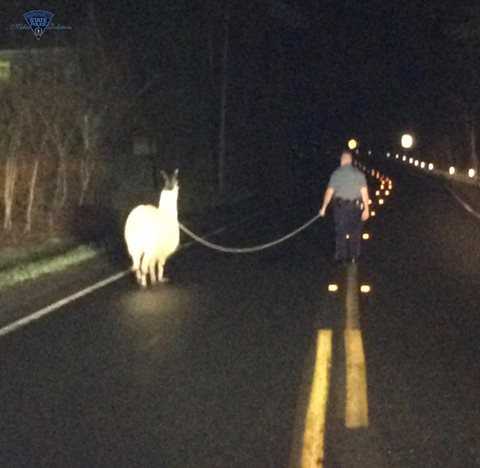 Llama on the lam: Trooper lassoes llama loose on roadway