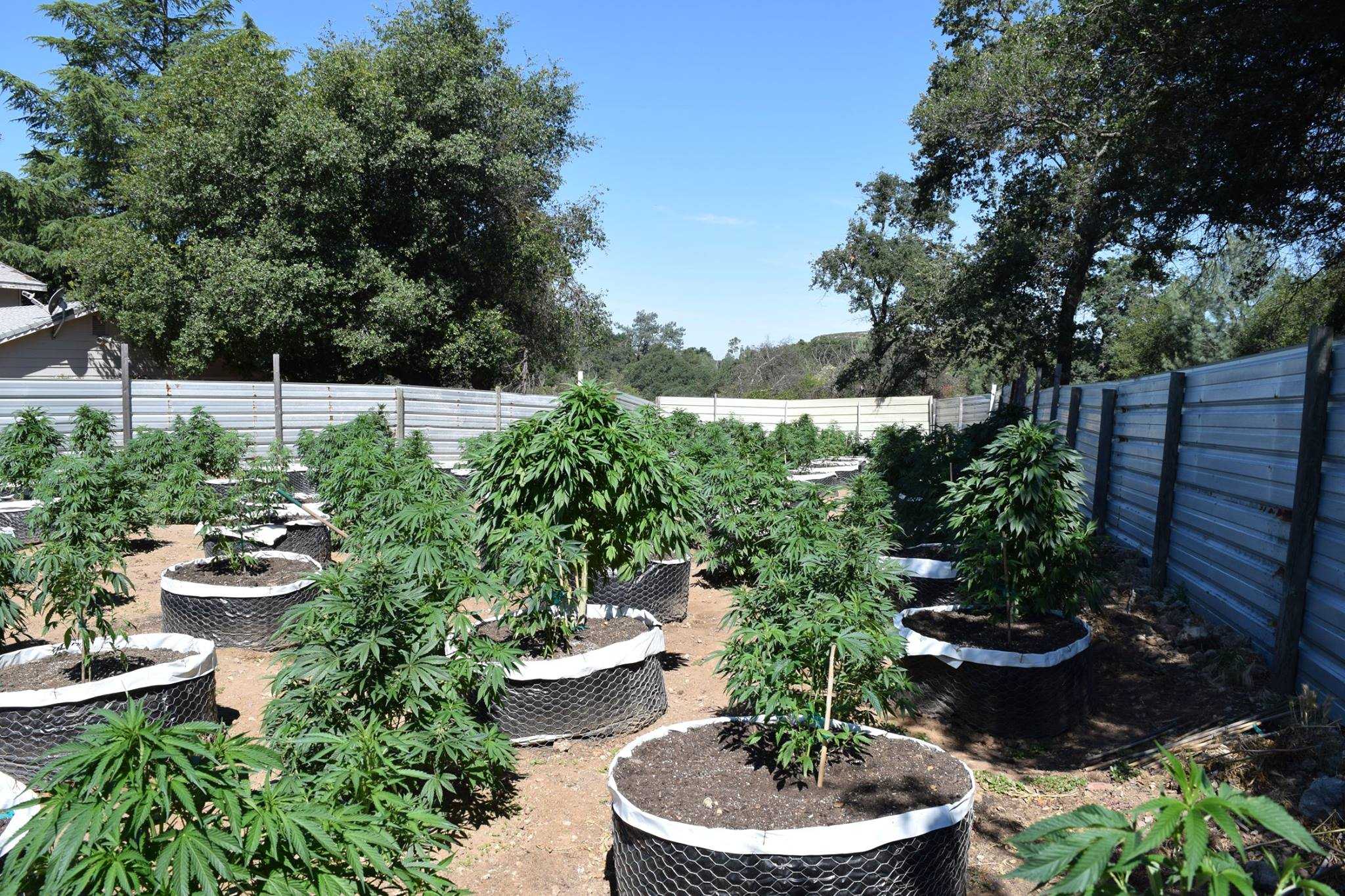 920 pot plants, signs of cockfighting found in Calaveras County