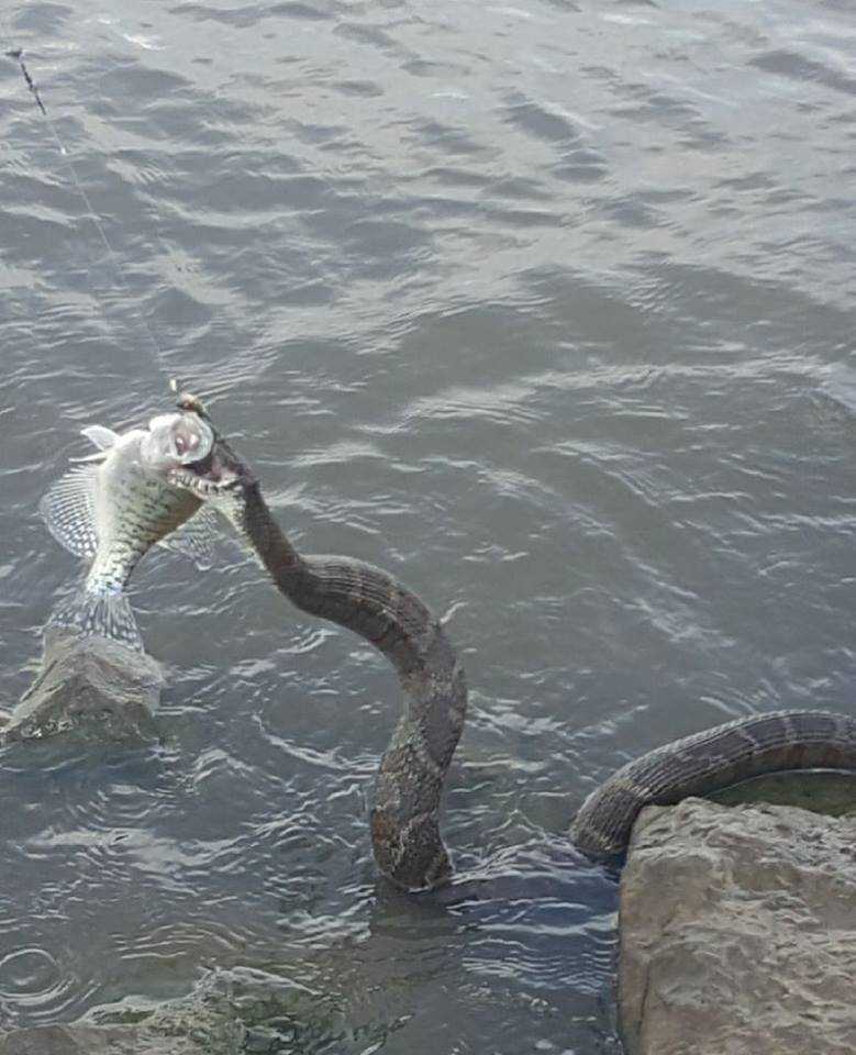 Man snaps crazy picture of 'huge' water snake stealing his catch