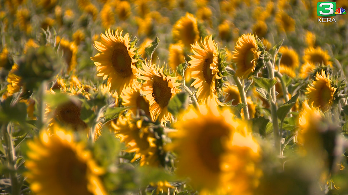 Check out this amazing field of sunflowers in Fairfield