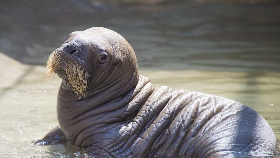 20170609-walrusbaby-025-1497366863.jpg?crop=1.00xw:0.846xh;0,0&resize=900:*