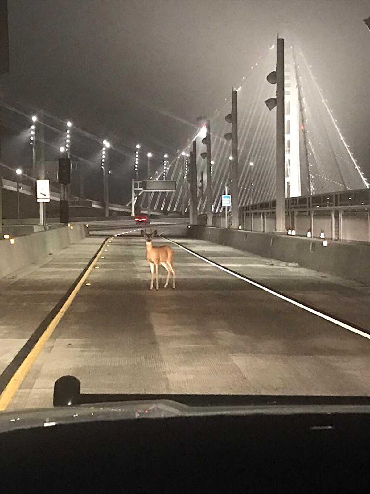 Officers stop deer on California bridge for 'toll evasion'