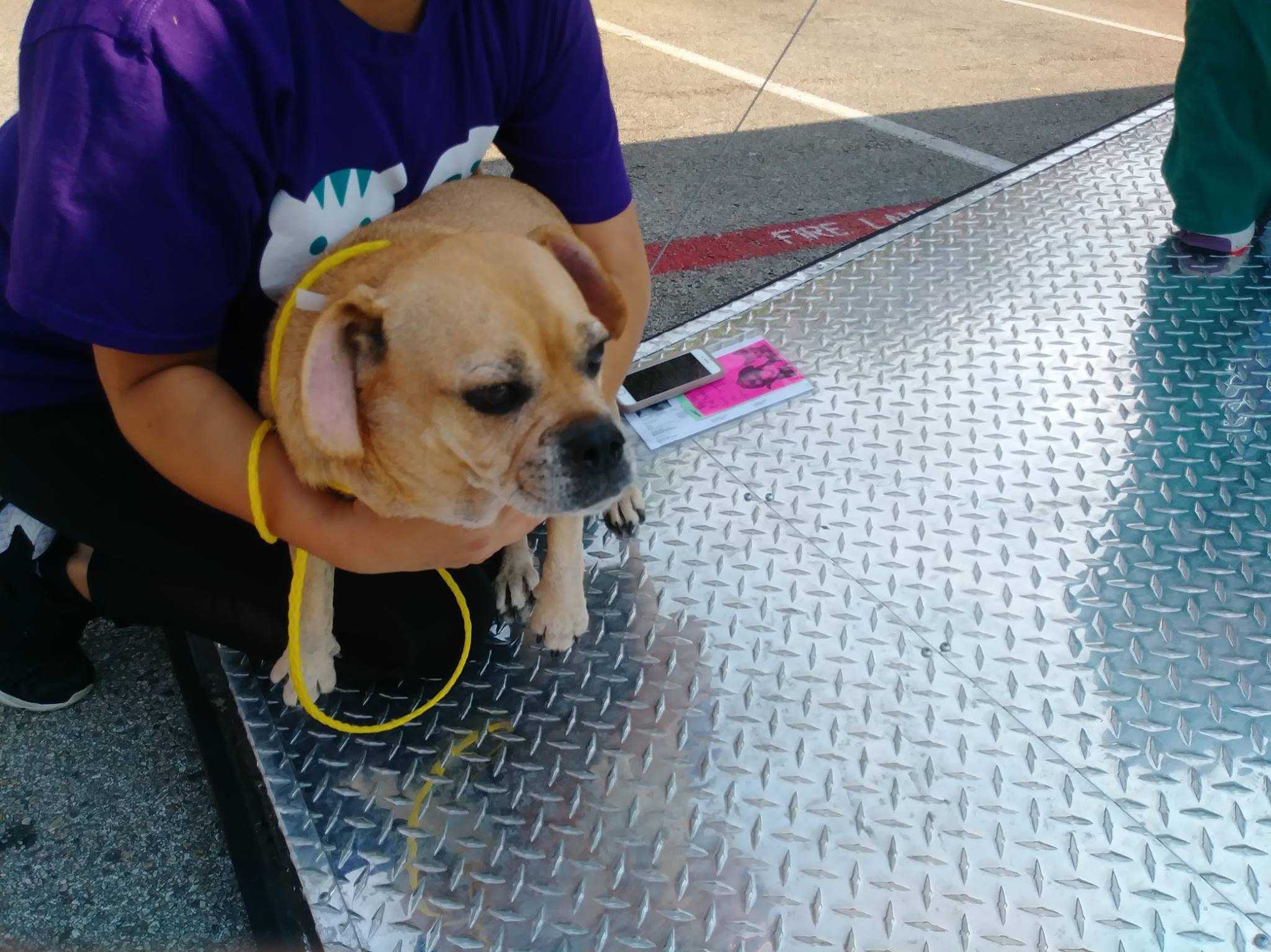 Beaver County Humane Society teams with local rescues and shelters to help aid Hurricane Harvey animals