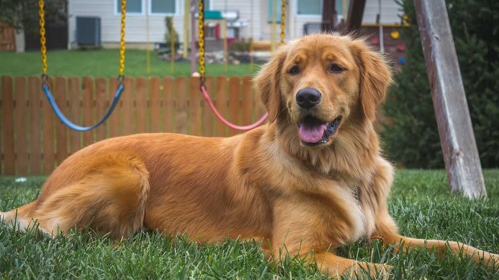 America s Most Popular Dog Breeds america-s-most-popular-dog-breeds
