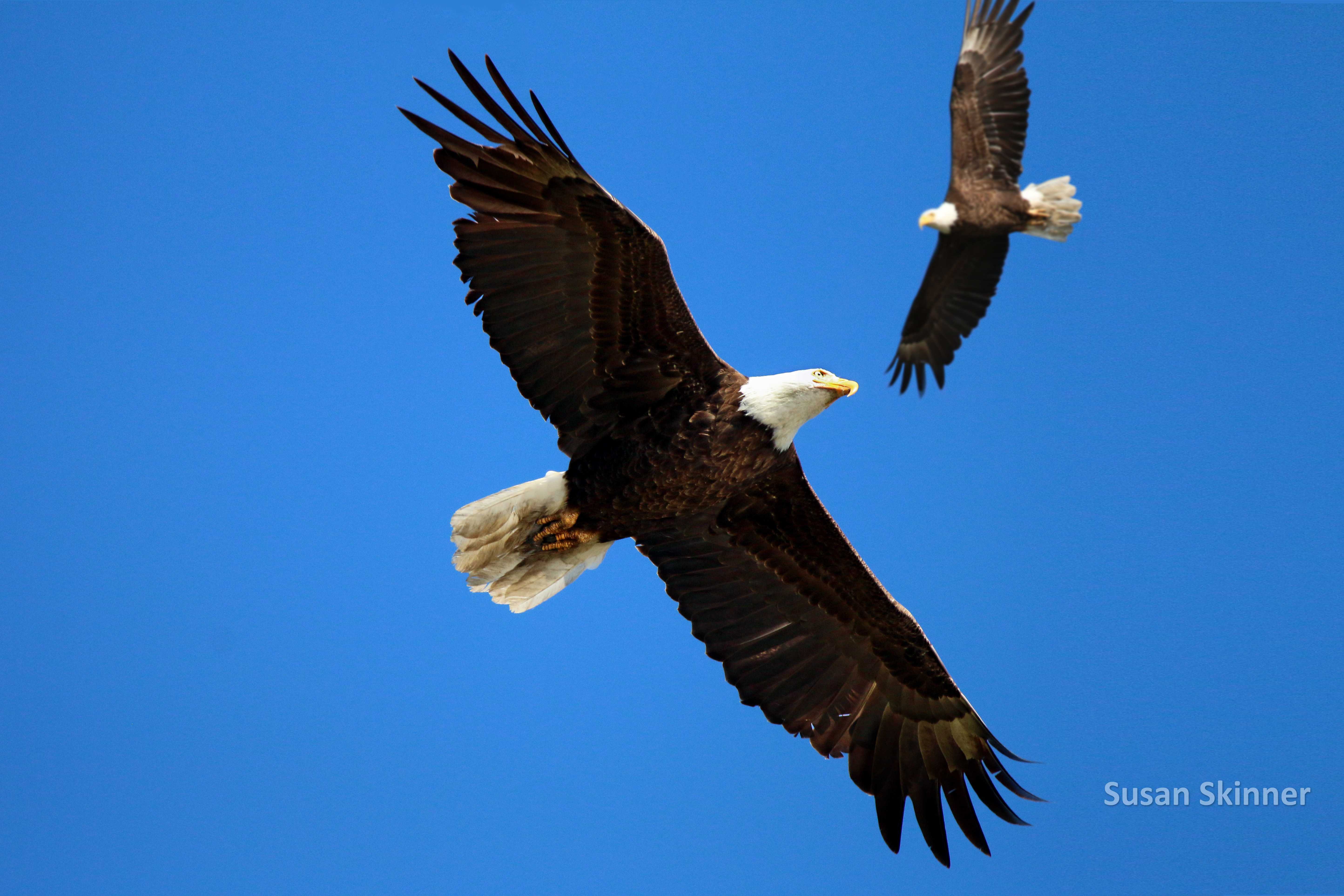 American Spirit Bald Eagle Hat Black