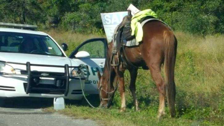 Judge: Woman unfit to care for horse after DUI while riding