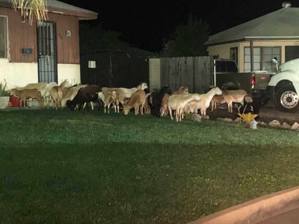 Donkey leads sheep, goats on midnight stroll through California town