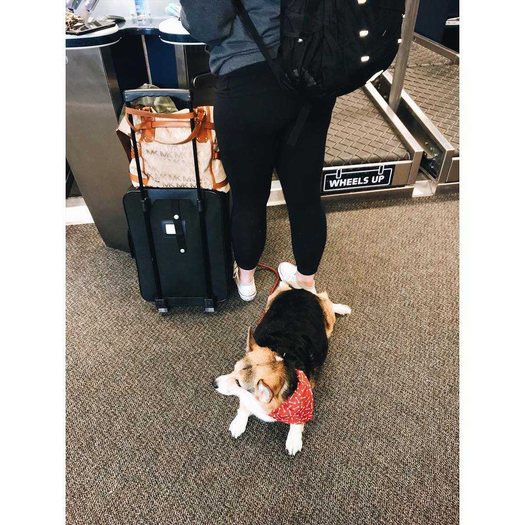 Watch the amazing moment as a dog comforts stranger in airport