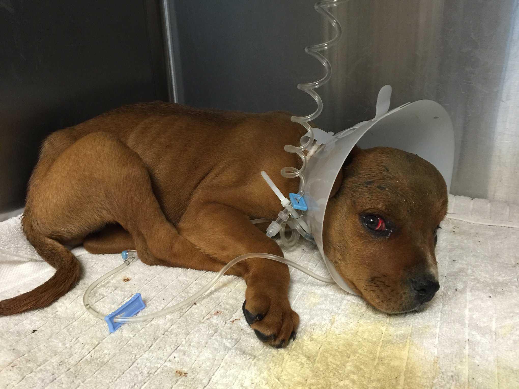 Puppy found on side of Sacramento County road with head trauma