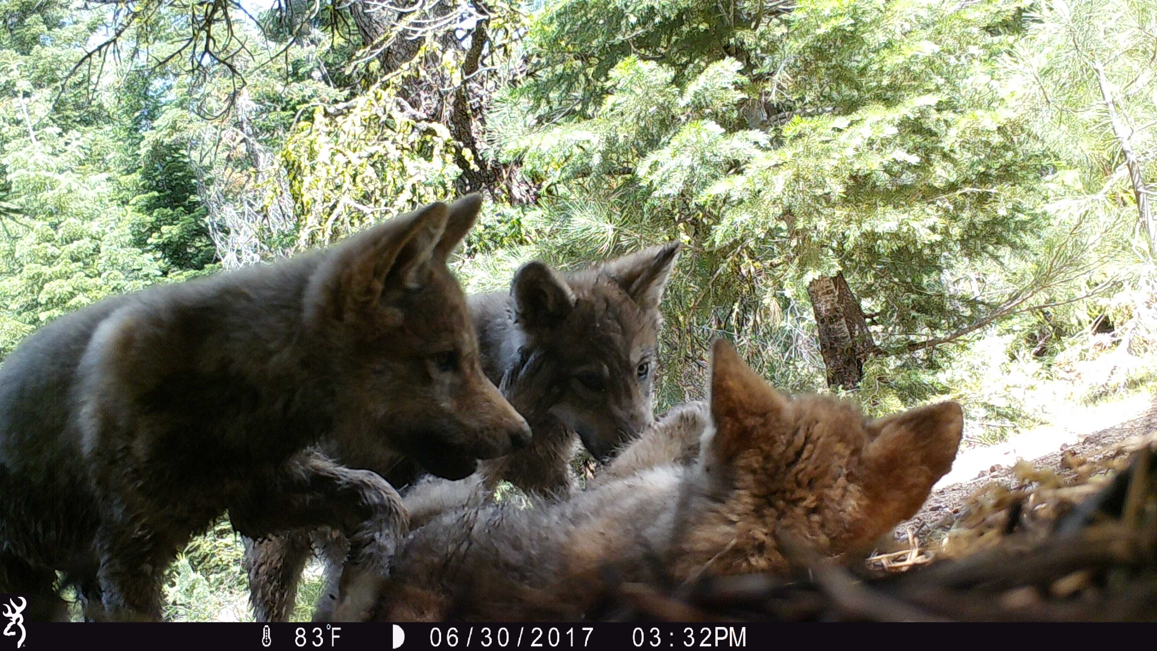 Congratulations! Lassen County wolf couple welcomes pups