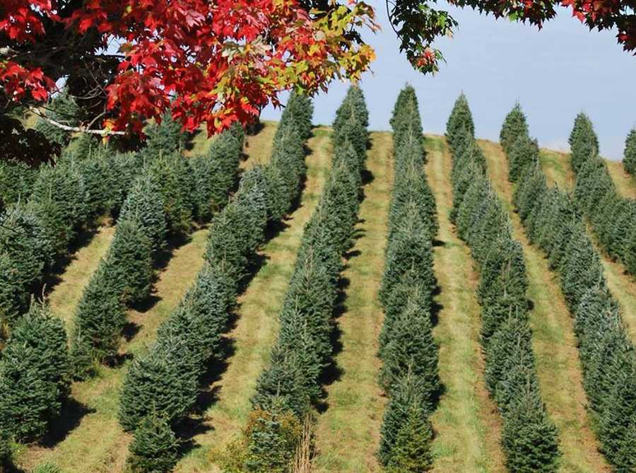 viewers choice 2016 best christmas tree farm in new viewers choice 2016 best christmas tree farm in new