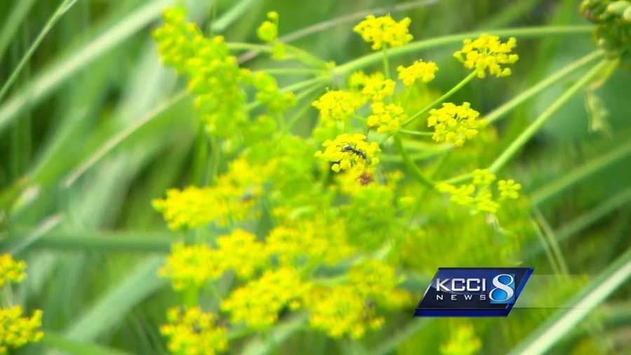 Poisonous weed that leaves painful rash spreads across Iowa