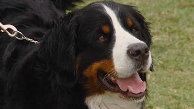 What Is Dog Flu? Contagious Disease Spreads Across the United States