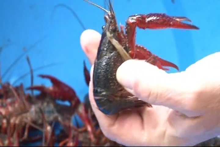 Crawfish swarm into Michigan, prompting alert and confusing residents