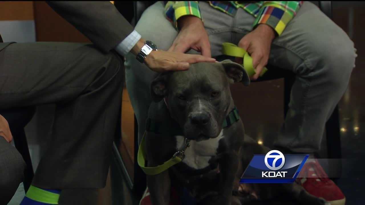 Pet of the Week: Maria Rosa