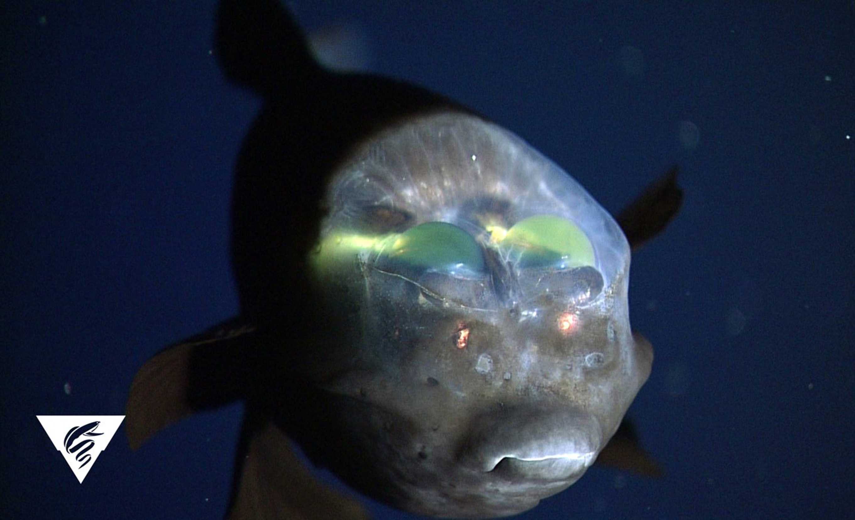 beautiful rare deep sea creatures