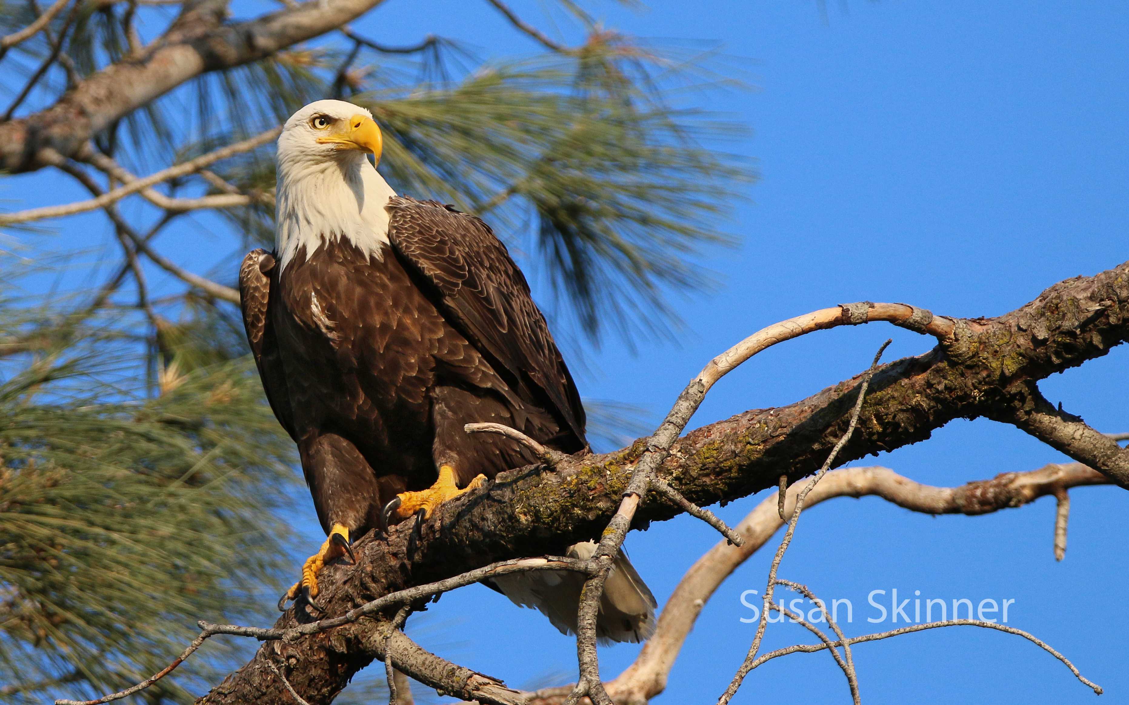 Iconic America, The American Bald Eagle, Episode 6