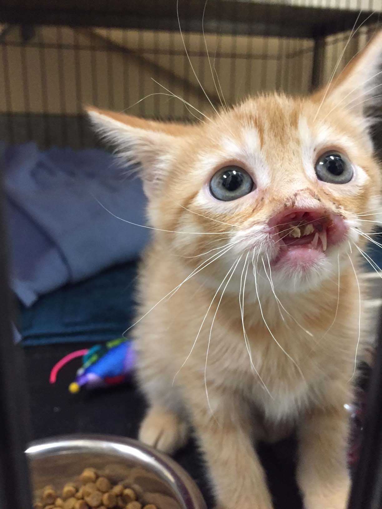 Kitten Whose Face Fell Off To Have Surgery Find New Home   A Close Up Reveals Just How Much Of Nigel S Face Is Missing Underscoring The Challenge Of His Upcoming Surgery Credit Mspca Angell Jpg 1501084820 