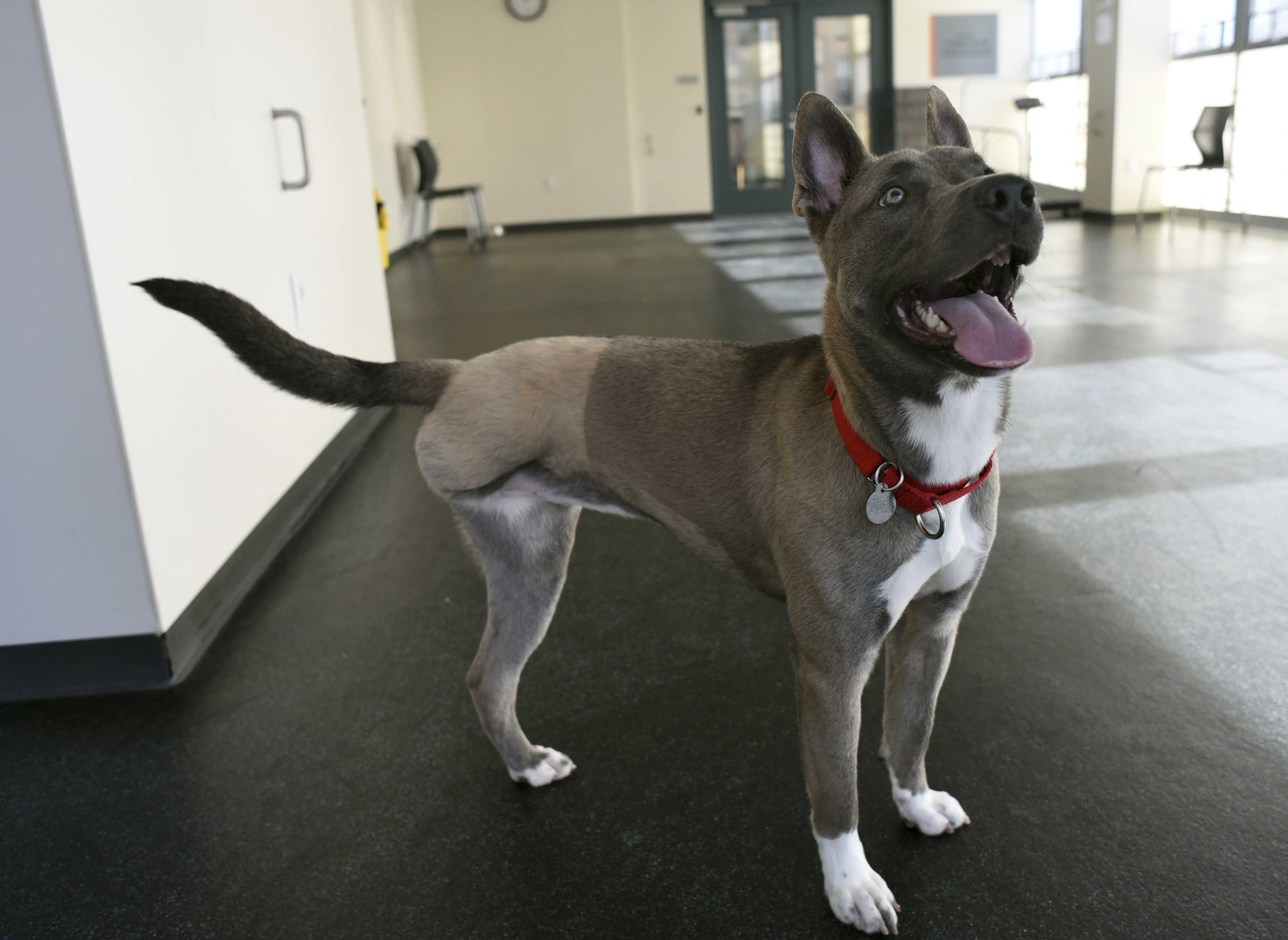 Man admits abusing girlfriend's puppy so badly it lost leg
