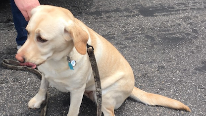 Dog given Narcan after 'overdosing' on oxycodone